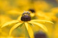 Bee - Apis mellifera - pollinates Rudbeckia fulgida