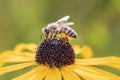 Bee - Apis mellifera - pollinates Rudbeckia fulgida