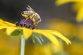 Bee - Apis mellifera - pollinates Rudbeckia fulgida