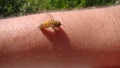 Bee : apis mellifera. treatment by honey bee sting closeup honey bee stinging a hand. close up bee worker . insects, insect, anima Royalty Free Stock Photo