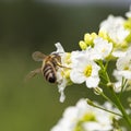 The bee Apis mellifera works on the flower Horseradish Armoracia rusticana. Royalty Free Stock Photo