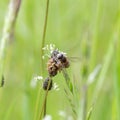 The bee Apis mellifera works on the flower Horseradish Armoracia rusticana. Royalty Free Stock Photo