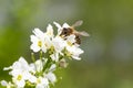 The bee Apis mellifera works on the flower Horseradish Armoracia rusticana. Royalty Free Stock Photo