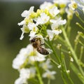 The bee Apis mellifera works on the flower Horseradish Armoracia rusticana. Royalty Free Stock Photo
