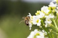 The bee Apis mellifera works on the flower Horseradish Armoracia rusticana. Royalty Free Stock Photo