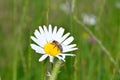 Bee     Apoidea    on a daisy in green nature Royalty Free Stock Photo
