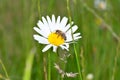 A bee Apoidea on a daisy in green nature