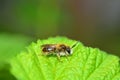 A bee apoidea on green leaf in nature