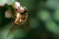 Bee / Apoidea