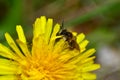 A bee     Apoidea    on yellow dandelions in nature Royalty Free Stock Photo