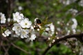 A bee on an Apple blossom . In spring, the bee pollinates the flowers. Small details close-up Royalty Free Stock Photo