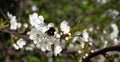 A bee on an Apple blossom . In spring, the bee pollinates the flowers. Small details close-up Royalty Free Stock Photo