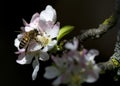 Bee on apple flower Royalty Free Stock Photo