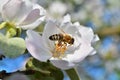 Bee on an apple flower Royalty Free Stock Photo