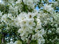 Bee on apple flower. Branches of blossoming tree Royalty Free Stock Photo