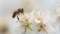 Bee and apple flower