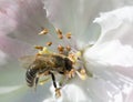 Bee on apple flower Royalty Free Stock Photo