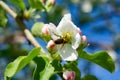 Bee and Apple flower