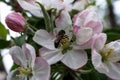 Bee, apple flowers Royalty Free Stock Photo