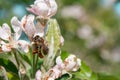 Bee on apple tree flower Royalty Free Stock Photo