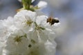 Bee Approaches Cherryblossom