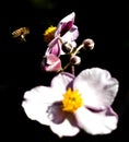 Bee approaching a flower isolated on a black background