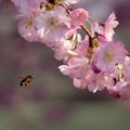 A bee approaching sakura flowers in blossom