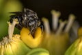 Bee Arapua - Trigona spinipes - pollinating flower extreme close up - bee pollinating flower macro photo Royalty Free Stock Photo