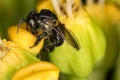 Bee Arapua - Trigona spinipes - pollinating flower extreme close up - bee pollinating flower macro photo Royalty Free Stock Photo