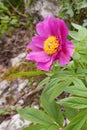 The bee arrives on flower of wild peony