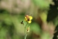 Bee on a arugula flower against a blurry background