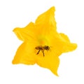 Bee as pollinators on yellow flower isolated on white. Honey bee as environment concept Royalty Free Stock Photo