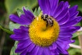 Bee on Aster flower Royalty Free Stock Photo
