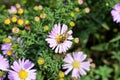 Bee on the aster flower 1