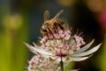 Bee in Astrantia Major