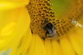 Bee Attacking Humblebee At Amsterdam The Netherlands 20-7-2022 Royalty Free Stock Photo