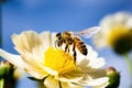 bee attempting to retrieve nectar from a closed flower