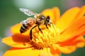 bee attempting to retrieve nectar from a closed flower