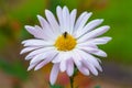 Bee on an autumn flower. Selective focus. Blurred background with copy space for text