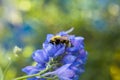 Bee on azure flower