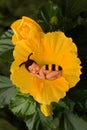 Bee baby in flower