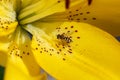 A bee on the background of a close-up, a huge and beautiful bright yellow flower of a tiger lily Lilium lancifolium. Shallow