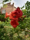 Bee on a background of red flowers Royalty Free Stock Photo