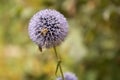 Bee on ball leek - close-up