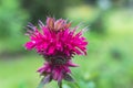 Bee balm with bokeh background Royalty Free Stock Photo