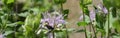 Bee Balm With Bumble Bee Panorama