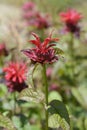 Bee balm Cambridge Scarlet Royalty Free Stock Photo