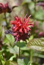 Bee balm Cambridge Scarlet Royalty Free Stock Photo