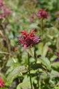 Bee balm Cambridge Scarlet Royalty Free Stock Photo