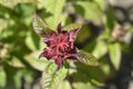 Bee balm Cambridge Scarlet Royalty Free Stock Photo